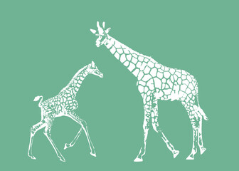 Adult giraffe and baby giraffe. Realistic drawing, animals. Vector illustration. Isolated on color background.