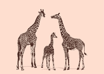 Adult giraffe and baby giraffe. Realistic drawing, animals. Vector illustration. Isolated on color background.