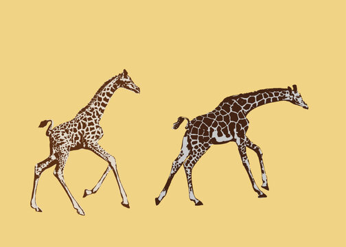 Vector illustration of an giraffe on isolated background. For icon, giraffe logo.