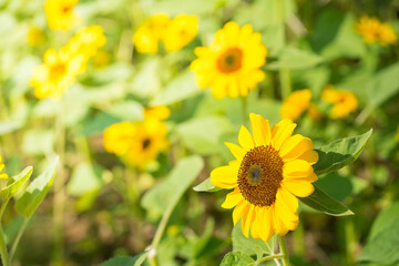 Obraz premium Sunflower field with bee in garden