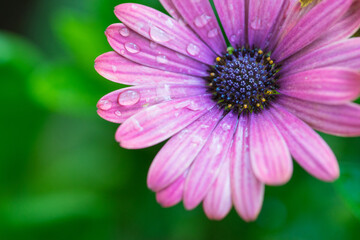 Close up macro beautiful pink flower