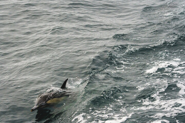 Fototapeta premium Dolphins swimming and playing off the California coast in the Pacific Ocean