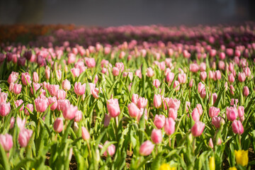 Beautiful tulip field