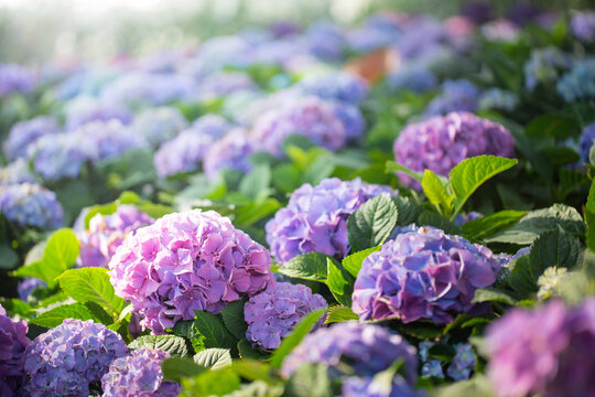 Close Up Purple Field