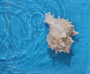 Obraz na płótnie Canvas Seashell in blue water with shadows. Top view
