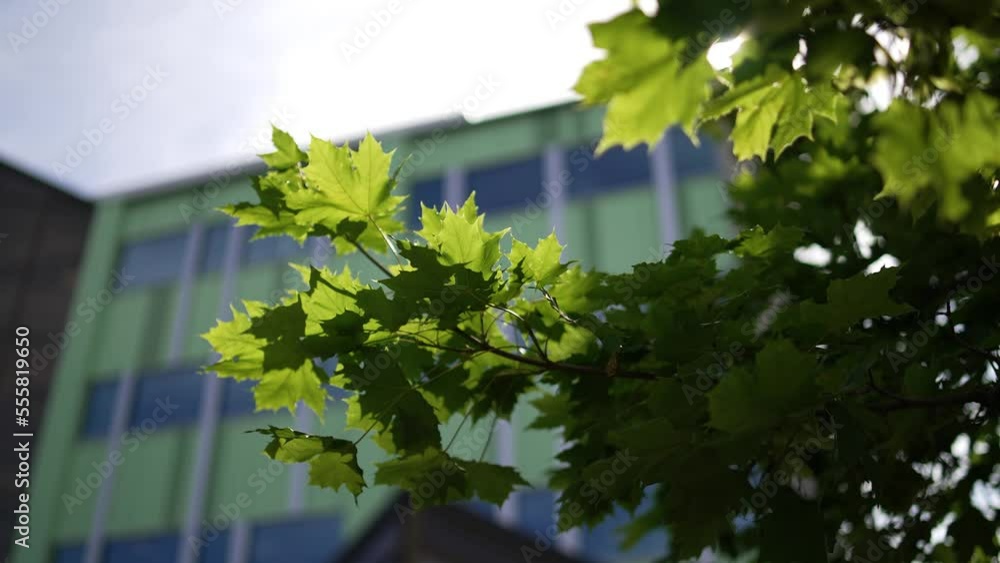 Poster sun shining through swaying maple leaves in slow motion with blurred office building in background