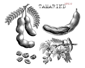 Tamarind hand draw vintage engraving style black and white clip art - 555819853