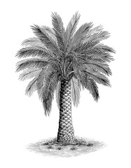 Pheonix palm - 555819872
