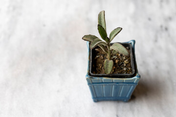 Kalanchoe tomentosa beautiful succulent in a decorative container