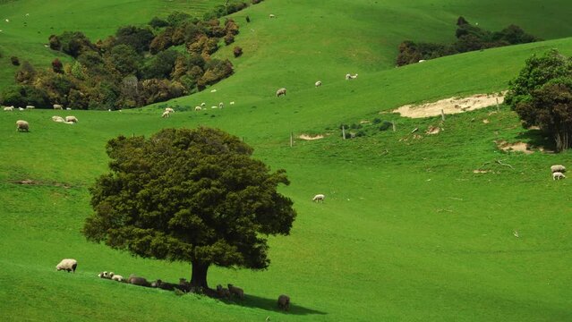 Countryside scenery of New Zealand. Animals and trees on a beautiful green hill. Fixed view.