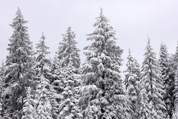 Trees covered in snow