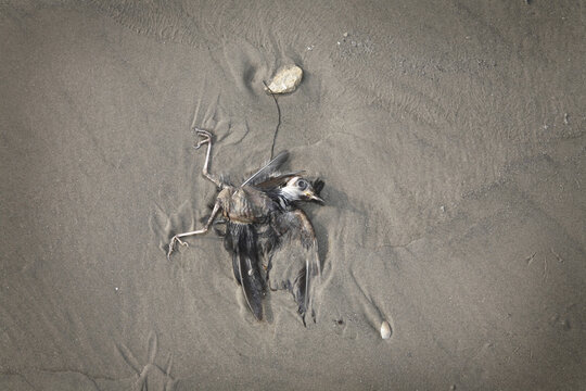 Dead Bird, Jamaica Beach, Galveston Island, Texas, USA