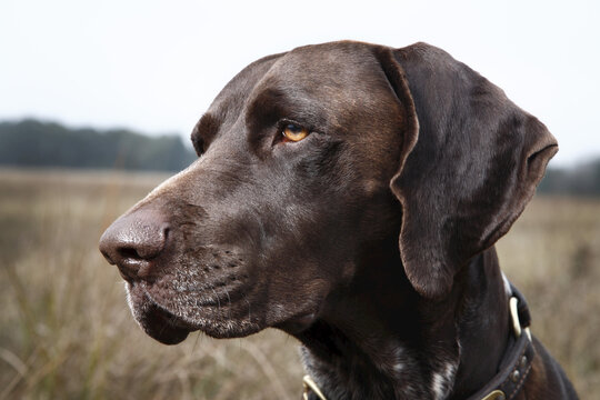 Portrait of Dog, Houston, Texas, USA