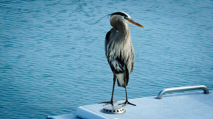 Great Blue Heron in Ventura, California