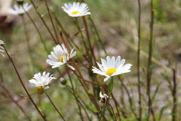 daisies in a meadow, Jasper National Park, Alberta