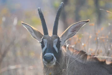  close-up of the head of a roan antelope, Hippotragus equinus, in Hwange national park, zimbabwe © Martin