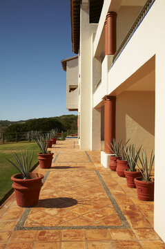 Agave Plants on Patio, Fairmont Rancho Banderas, Bahia de Banderas, Nayarit, Mexico