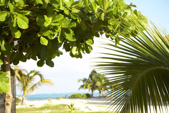 Plants and Beach, Belize