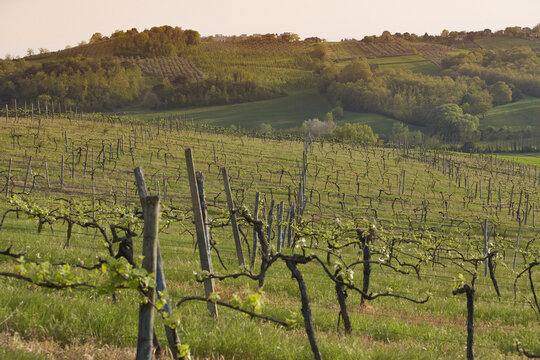 Landscape, Monaciano, Tuscany, Italy