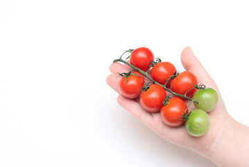 Child hand holding small red and green organic tomatoes on white background. Healthy eating concept. Vegan food. Minimal flat lay with copy space
