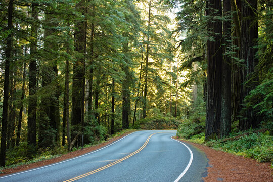 Highway 199 Through Jedediah Smith State Park, Northern California,  California, USA