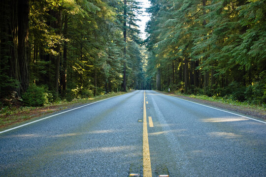 Highway 199 Through Jedediah Smith State Park, Northern California,  California, USA