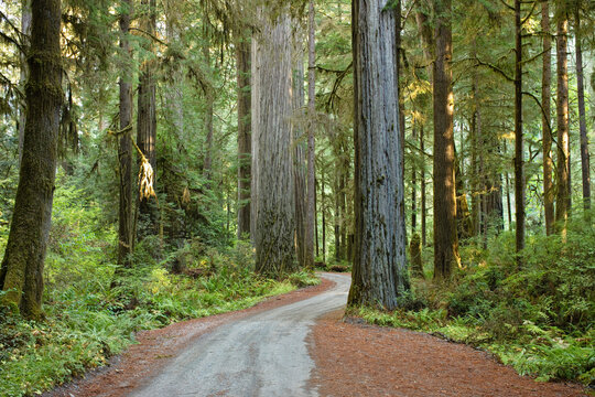 Old 199 Redwood Plank Road Through Jedediah Smith State Park, Redwood Forest, Northern California, California, USA