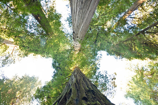 Jedediah Smith State Park, Redwood Forest, Northern California, California, USA
