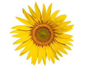 Fototapeta premium sunflower isolated on white background