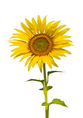 Obraz premium sunflower isolated on white