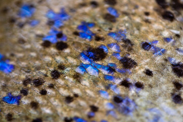 Bluefin trevally fish scale close up with the focus in the centre © Illia