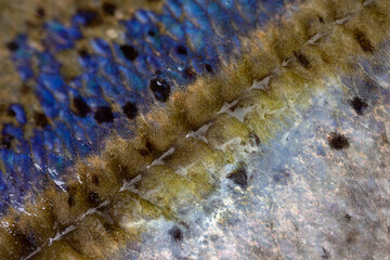 Bluefin trevally fish scale with center line spikes close up with the focus in the spikes in the centre © Illia