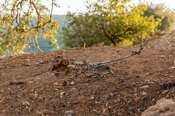 A branch  with dried leaves and fruits lies on the ground on a hill in Tel Yodfat National park, in northern Israel