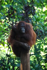 Orang Utan