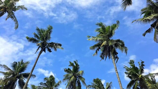 Breeze swaying coconut palm trees in bright blue sky on an island in the Philippines. Low angle 4K tropical footage. 