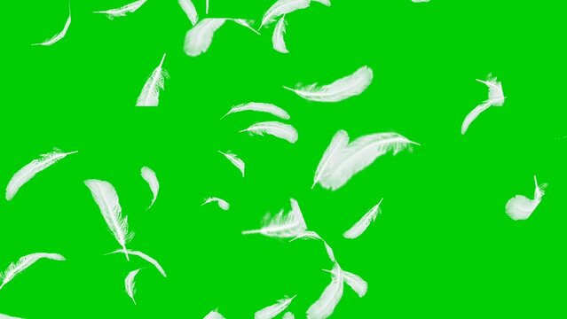 vector footage of a cock blowing feathers, with green screen