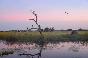Scenic view over flooded plain in Brazilian Pantanal in early morning dawning light with purple sky and birds resting on a dead tree, Mato Grosso, Brazil