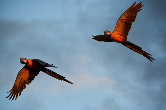A pair of Blue-and-yellow macaws, Ara ararauna, on their return flight from the feeding to their nest, Brazil