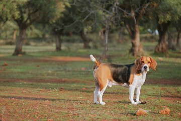 Serious beagle looking at the camera