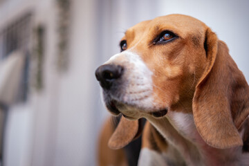 Calm Beagle at home.