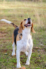Naklejka na ściany i meble beagle with smile in the garden