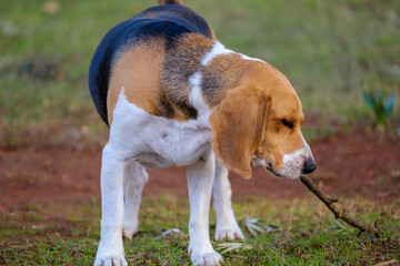 Calm Beagle biting a stick on the nature