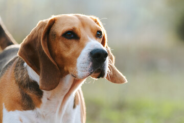 An adorable Beagle dog stock photo. Man's Best Friend. 