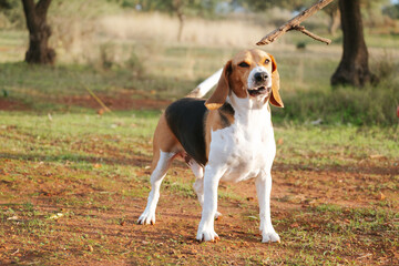 Beagle dog playing on the nature 