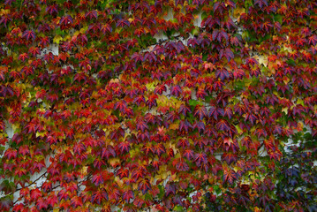 蔦の紅葉