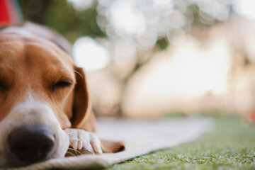 Calm Beagle dog sleeping on the floor. Dog life.