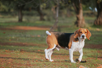Nice Beagle dog stock photo . Dog looking at the camera