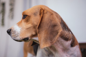 Close up photo of a beagle's head