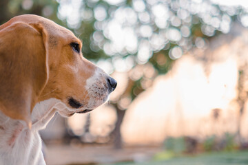 Beagle dog playing on the nature 
