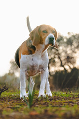 Calm beagle at sunset